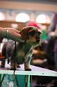 Crufts2011_2 1444